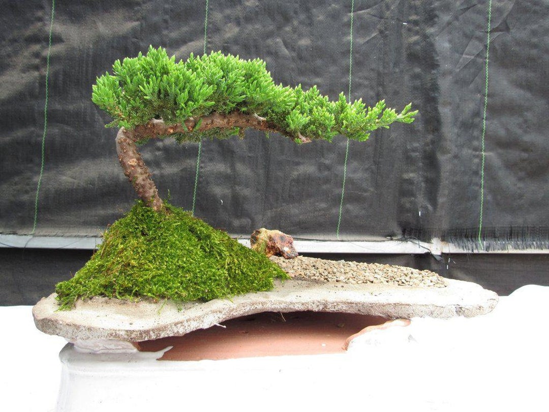 Juniper Bonsai Tree on Rock Slab Etsy