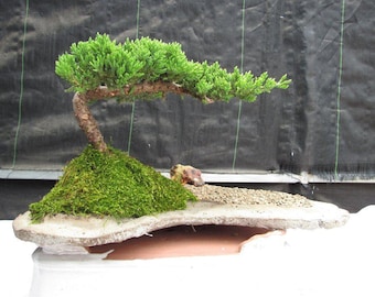May include: A bonsai tree with green foliage and a brown trunk, growing in a moss-covered rock formation. The tree is in a shallow, gray ceramic pot.
