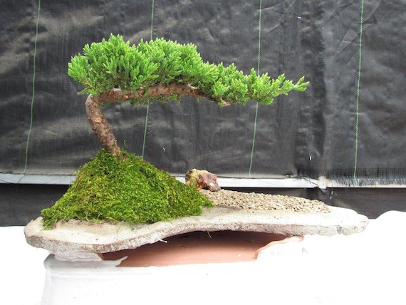Classic Juniper Bonsai Tree  Japanese Dwarf Evergreen Bonsai, 8 Years Old