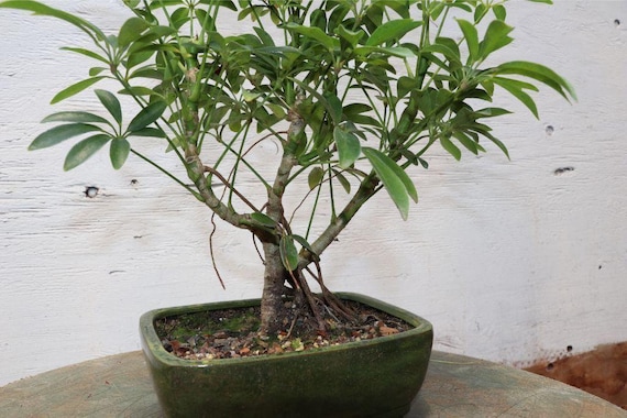 Hawaiian Umbrella Bonsai Tree - Etsy