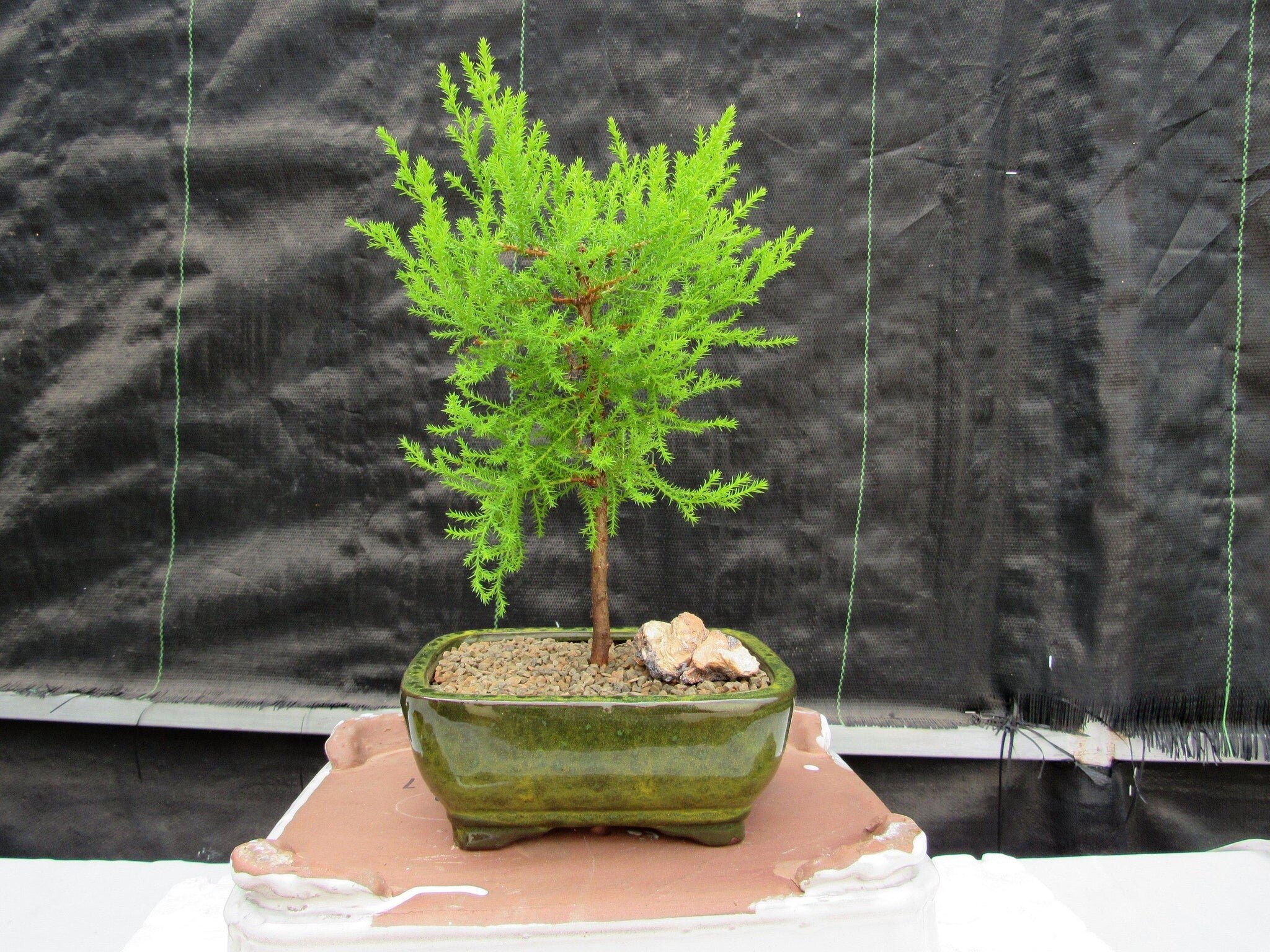 Lemon Cypress Bonsai Tree - Etsy