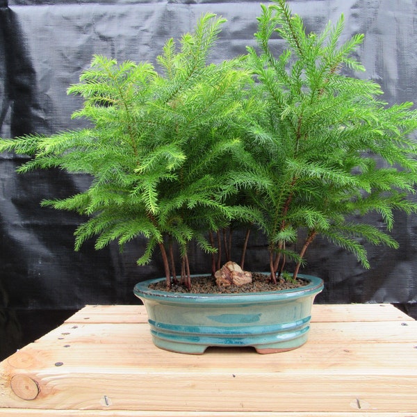 Norfolk Island Pine Bonsai 3 Tree Forest