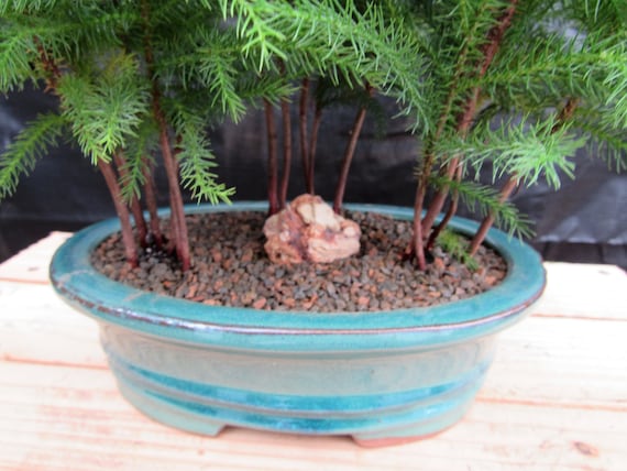 Norfolk Island Pine Bonsai 3 Tree Forest - Etsy