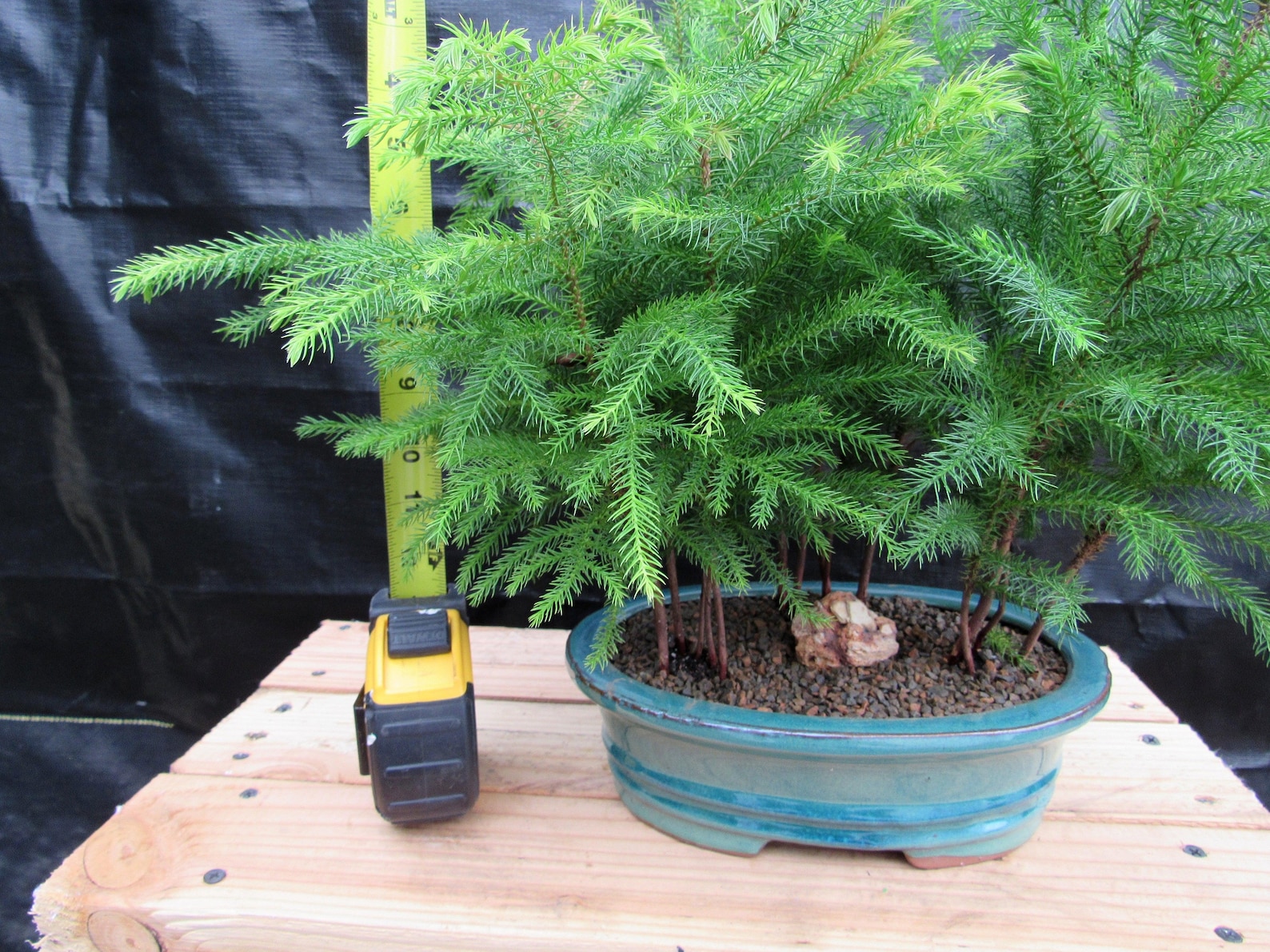 Norfolk Island Pine Bonsai 3 Tree Forest - Etsy