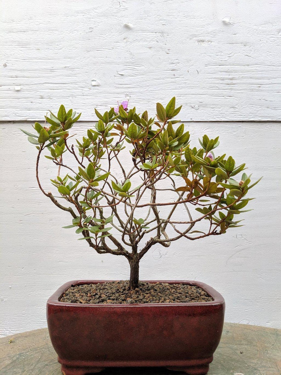 Duc De Rohan Azalea Bonsai Tree | Etsy