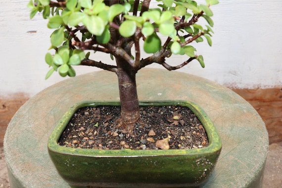 Buy Baby Jade Bonsai Tree Online in India - Etsy