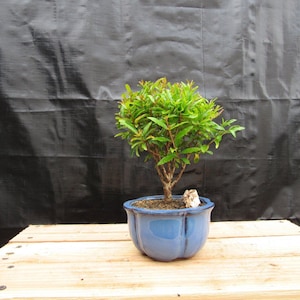 Small Dwarf Pomegranate Bonsai Tree