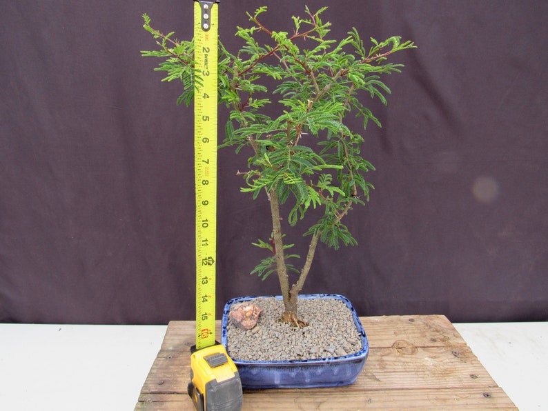 Large Flowering Brazilian Raintree Bonsai Tree - Etsy