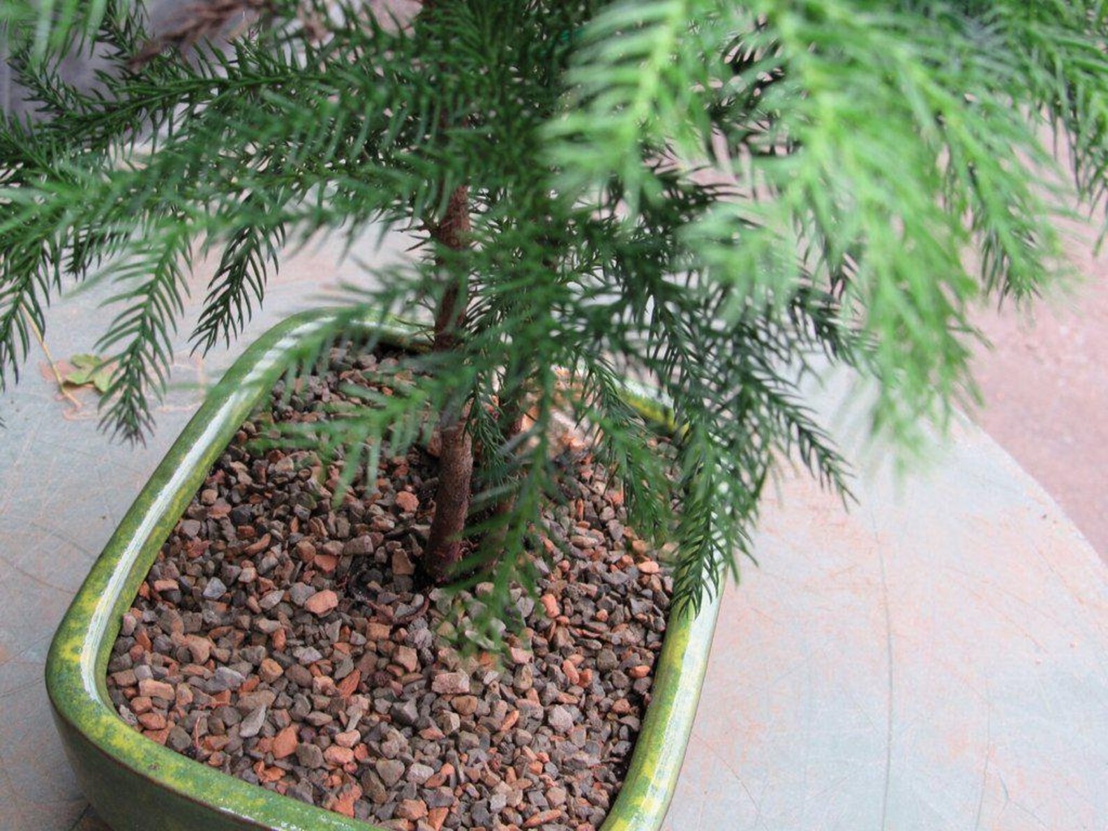 Norfolk Island Pine Bonsai Tree Forest - Etsy