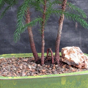 Norfolk Island Pine Bonsai Tree Forest - Etsy