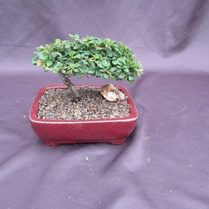 Cotoneaster Bonsai Tree - Classic Style