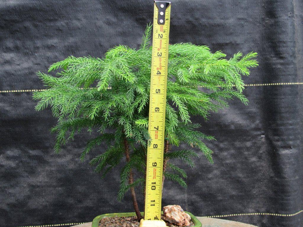 Norfolk Island Pine Bonsai Tree - Etsy