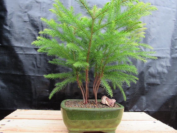 bonsai yamadori finden Yamadori bonsai of pinus sylvestris in bunjin style main image 1