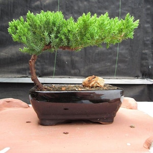 Juniper Bonsai Tree - Small