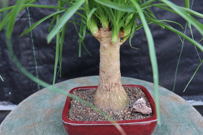 Ponytail Palm Bonsai Tree small Etsy