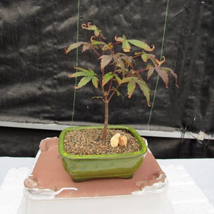 Small Red Japanese Maple Bonsai Tree