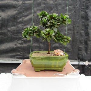 Japanese Azalea Bonsai Tree