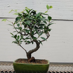 May include: A small green bonsai tree with a thick trunk and many branches. The tree is in a green ceramic pot and is sitting on a metal grate.