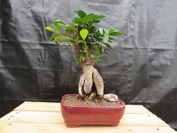 Ginseng Grafted Ficus (Indoor)