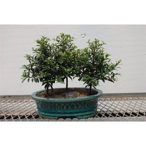 May include: A trio of small bonsai trees in a teal ceramic pot. The trees have dark green leaves and are arranged in a cluster.