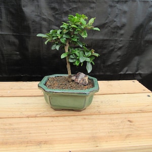 Small Fukien Tea Bonsai Tree