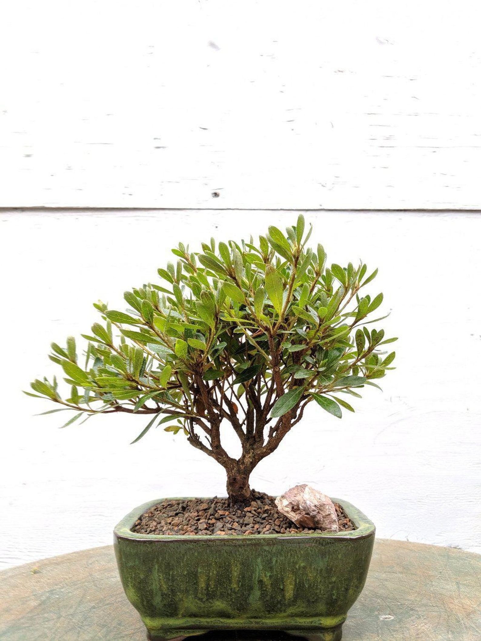 Duc De Rohan Azalea Bonsai Tree | Etsy