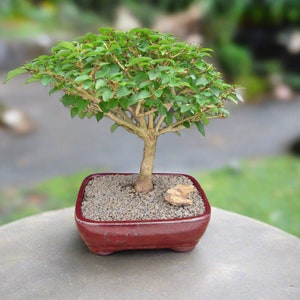 May include: A small green bonsai tree in a red square pot with brown gravel and a small rock. The tree is on a gray surface.