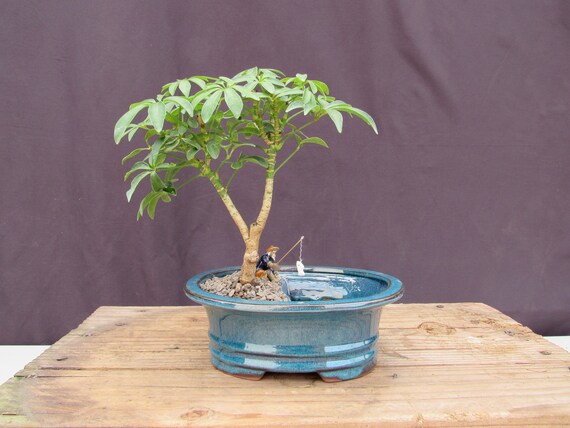 Hawaiian Umbrella Land and Water Bonsai Tree - Etsy