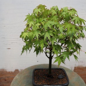 May include: A small bonsai tree with vibrant green leaves and a dark trunk. The tree is planted in a square black pot filled with soil and a small rock. The background is a textured white wall.