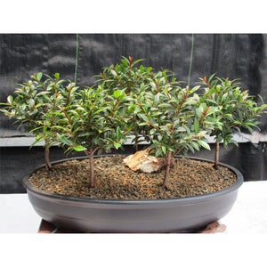 May include: A group of five small bonsai trees in a black oval pot. The trees have dark green leaves and are arranged in a cluster. The pot is filled with brown gravel and a small white rock is in the center.