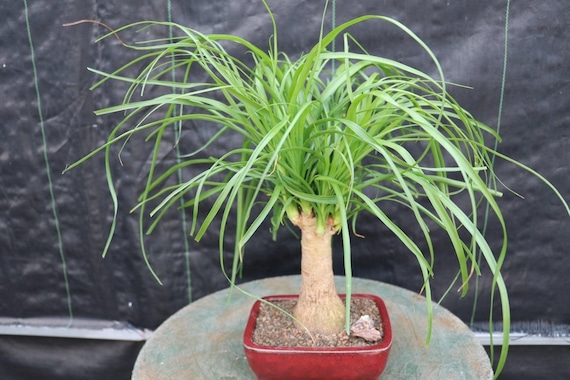 Ponytail palm bonsai deals