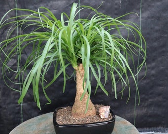 Palm bonsai deals