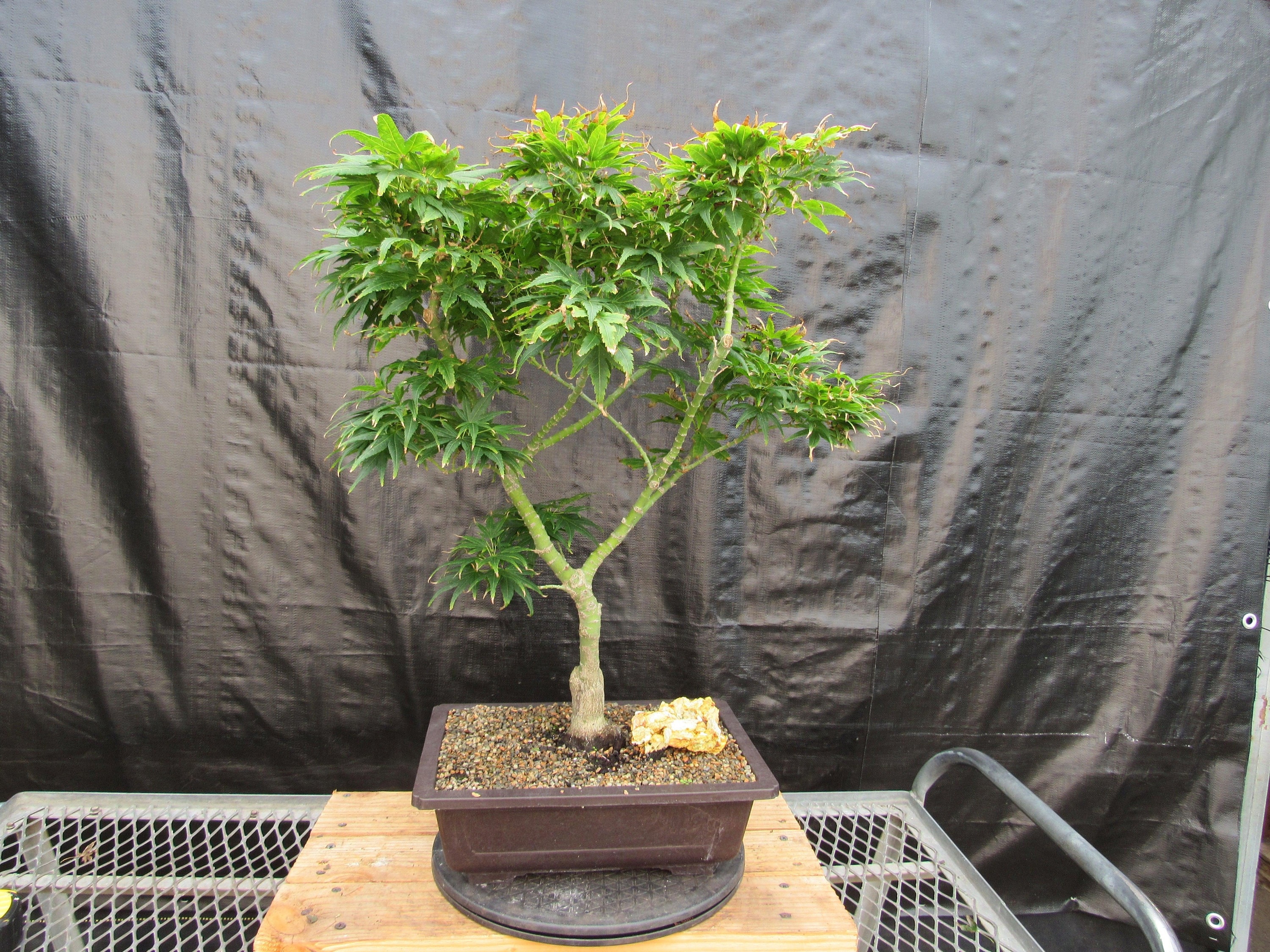 41 Year Old Mikawa Yatsubusa Japanese Maple Bonsai Tree - Etsy