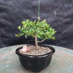 Tropical Boxwood Bonsai Tree