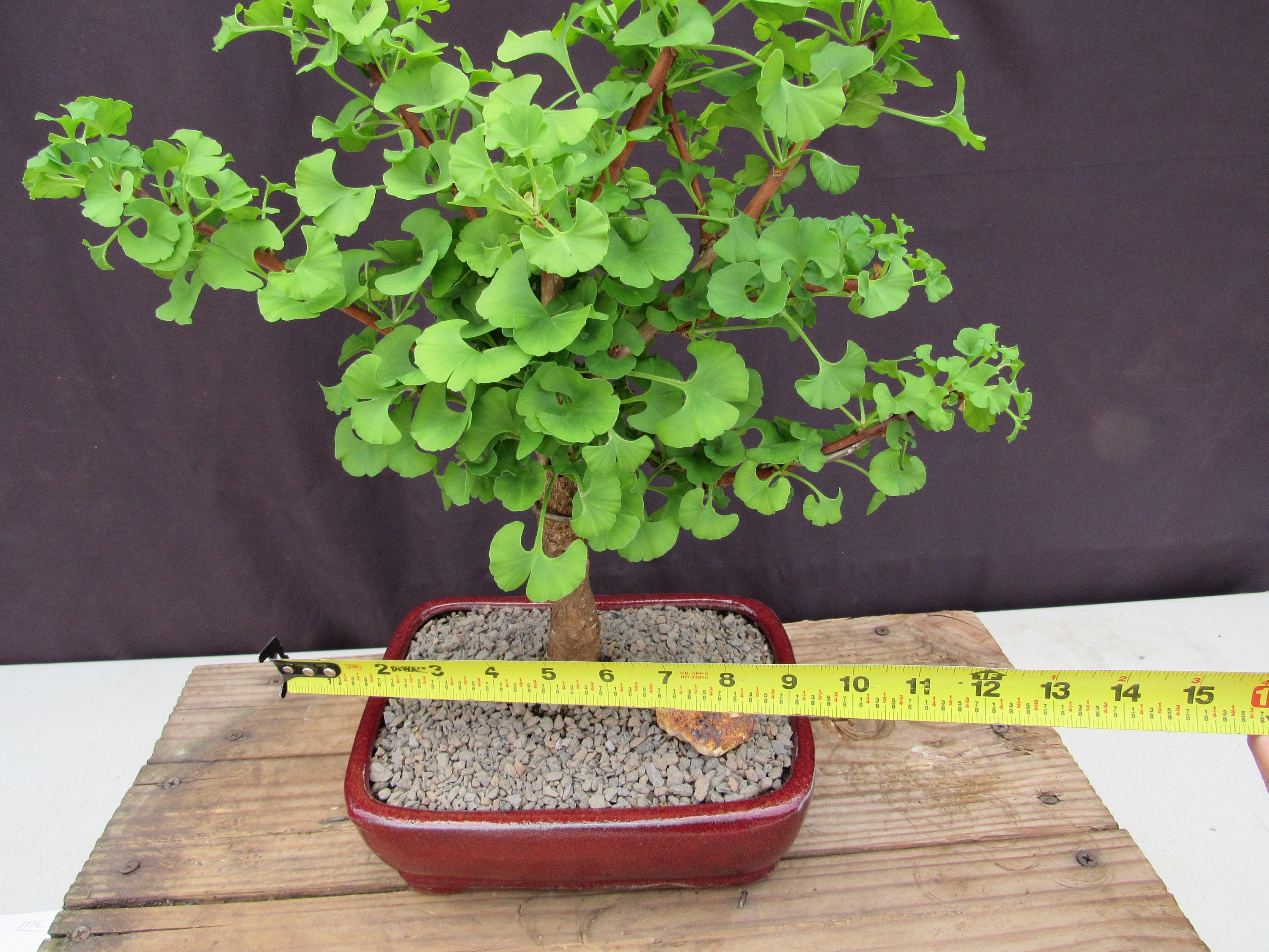buy pineapple plants online Pineapple Plant – Hey Rooted