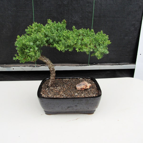 Juniper Bonsai Tree Etsy