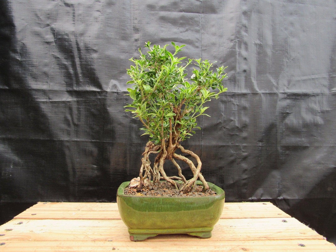 Small Exposed Roots Mt. Fuji Serissa Bonsai Tree - Etsy