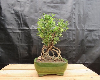 Small Exposed Roots Mt. Fuji Serissa Bonsai Tree
