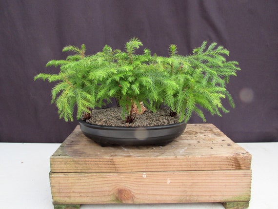 palm plant buy Buy Palm Tree in 100mL Glass Beaker Potted
