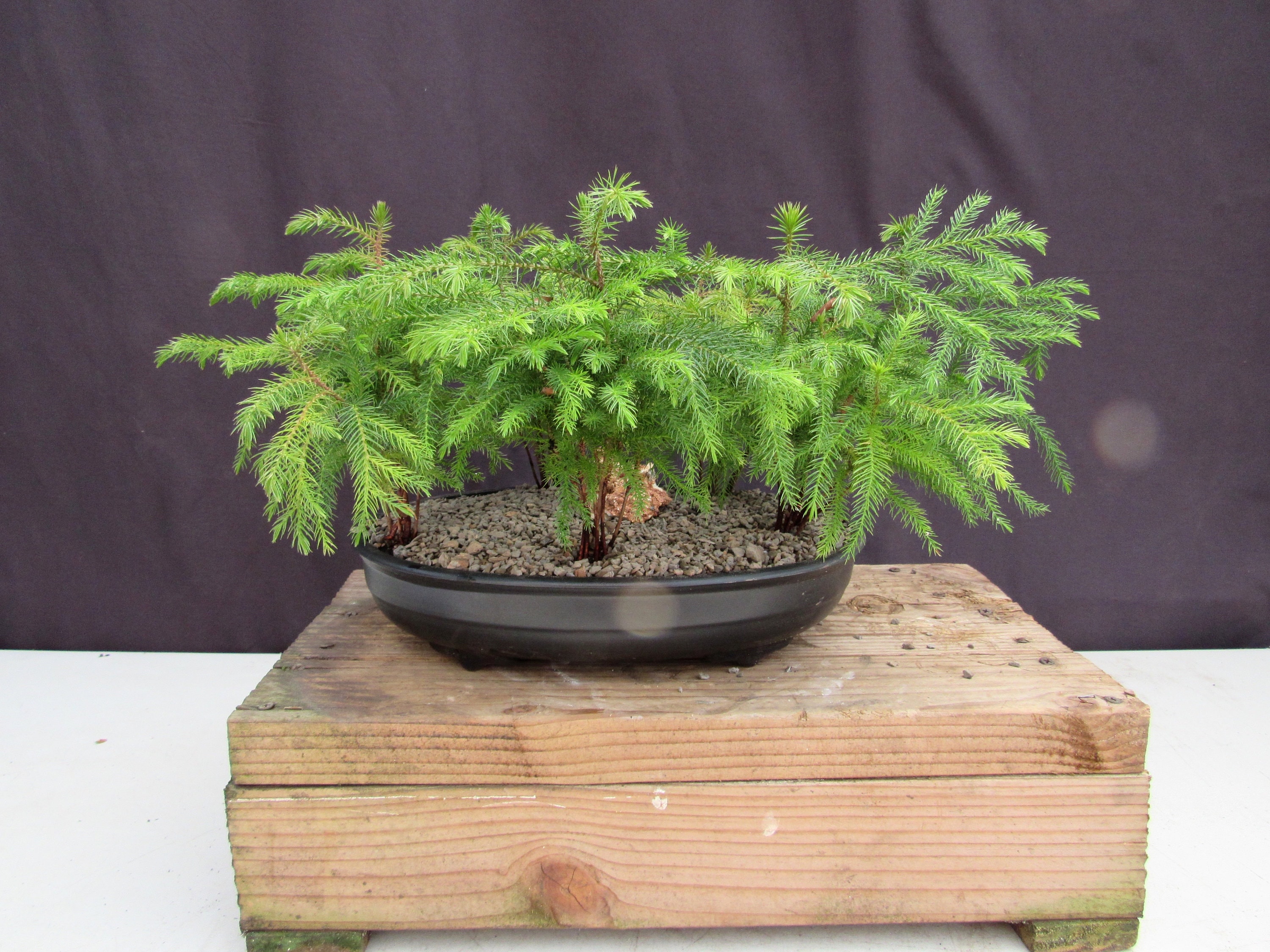 Norfolk Island Pine 5 Tree Forest Bonsai Tree - Etsy
