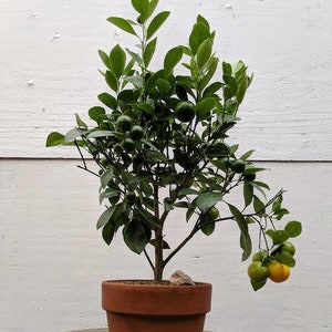 Orange Citrus Bonsai Tree