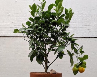 Orange Citrus Bonsai Tree