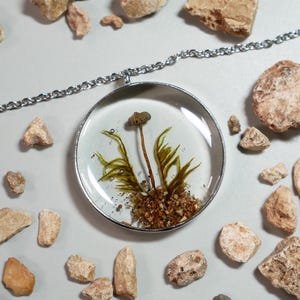 May include: A silver-toned necklace featuring a clear, circular pendant. Inside the pendant is a preserved mushroom with green moss and small pebbles. The pendant is surrounded by a silver frame and hangs from a delicate chain. Small rocks surround the pendant.