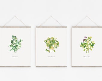 Set de 3 Ilustraciones de Hierbas Aromáticas de Orégano, Romero y Albahaca, Ilustraciones Acuarela botánica, Pack x3 ilustraciones A5