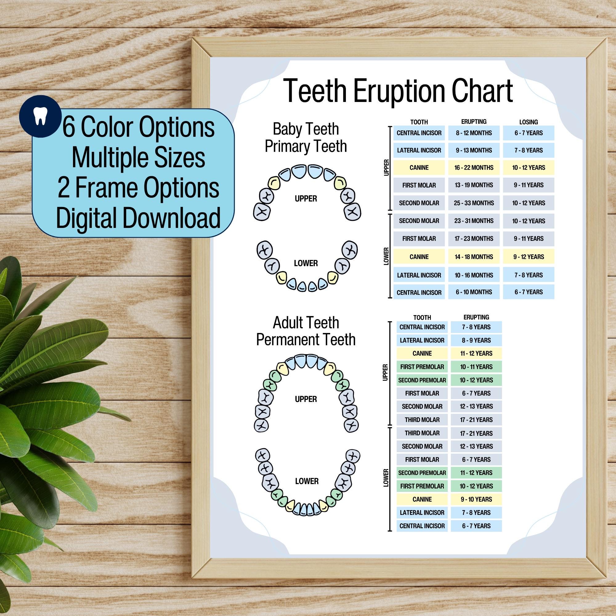 Tooth Chart Dental Wall Art Dental Wall Decor Dentist Gift Teeth Chart Pediatric Dentist Office Dental Wall Hanging Waiting Room Decor Art