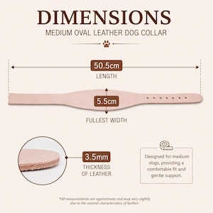 Peut inclure: Un collier pour chien en cuir beige clair avec un centre ovale. Le texte indique les dimensions : 50,5 cm de longueur, 5,5 cm de largeur maximale et 3,5 mm d'&eacute;paisseur. L'image contient le texte DIMENSIONS, MEDIUM OVAL LEATHER DOG COLLAR.