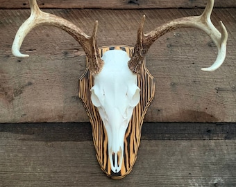 May include: White deer skull mounted on a wooden plaque with black and brown stripes.