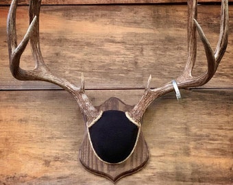 Antler Mount Kit (Badge Plaque) (Instructional Video)