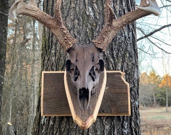 May include: A whitetail deer skull with antlers mounted on a wooden plaque. The skull is brown and has a weathered look. The antlers are long and curved. The plaque is made of reclaimed wood and has a rustic finish.