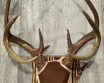 State Plaque Antler Mount Kit (Instructional Video) (Most States Available)